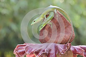 A pair of emerald tree skinks are preparing to mate.