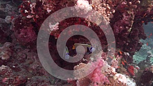 Pair of Emperior angelfish Pomacanthus imperator in coral of Red sea Sudan