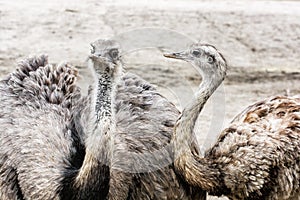 Pair of Emu birds - Dromaius novaehollandiae