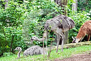 Pair of emu (Dromaius novaehollandiae)