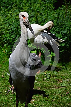 Pair of endangered wading birds from southeastern asia Milky stork Mycteria cinerea relaxing in ZOO exposition of tropical birds