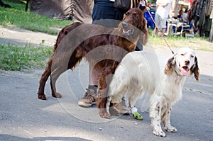 A pair of English setter and Irish setter stay on a road. Hunting dog.