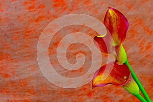 Pair of entwined flaming calla lilies on abstract orange color backdrop