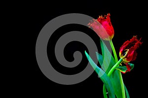 Pair of entwined red lace fringed tulips against black background