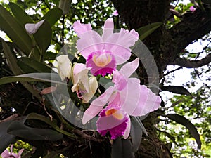 A pair of epiphytic ornamental tropical exotic flowers, pink Cattleya orchids photo