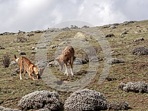 Pair of Ethiopian Wolf, Canis simensis, Hunting Big-headed Hunting African Mole-Rat, Sanetti Plateau, Bale National Park, Ethiopia photo