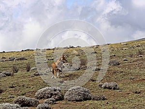 Pair of Ethiopian Wolf, Canis simensis, Hunting Big-headed Hunting African Mole-Rat, Sanetti Plateau, Bale National Park, Ethiopia photo