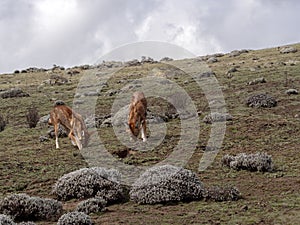 Pair of Ethiopian Wolf, Canis simensis, Hunting Big-headed Hunting African Mole-Rat, Sanetti Plateau, Bale National Park, Ethiopia