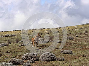 Pair of Ethiopian Wolf, Canis simensis, Hunting Big-headed Hunting African Mole-Rat, Sanetti Plateau, Bale National Park, Ethiopia