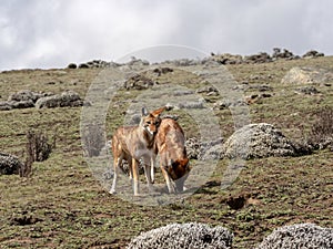 Pair of Ethiopian Wolf, Canis simensis, Hunting Big-headed Hunting African Mole-Rat, Sanetti Plateau, Bale National Park, Ethiopia