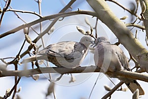 Pair of Eurasian collared dove