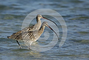 A pair of Eurasian curlew