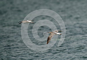 A Pair of Eurasian curlew flying