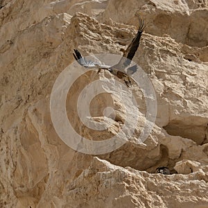 A pair of Eurasian Griffon vultures in Ovdat brook, Israel.