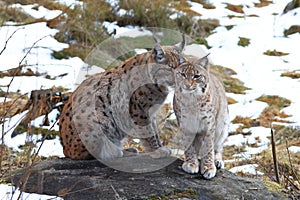 Pair of Eurasian lynx, Lynx lynx, sitting on rock in winter nature. Beast of prey in winter season. Wild big cat mother and kitten