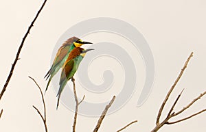 Pair of European bee-eaters