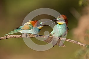 Pair of european bee-eaters, merops apiaster figahting.