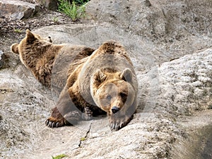 pair of European brown bear Ursus arctos arctosa, lounging on a flat boulder and observes the surroundings