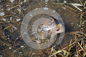 Pair of European common brown frogs Rana temporaria in amplexus photo