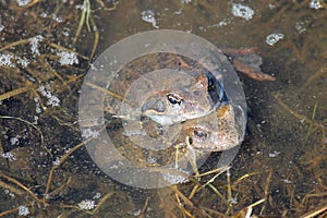 Pair of European common brown frogs Rana temporaria in amplexus photo