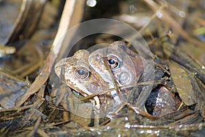 Pair of European common brown frogs Rana temporaria in amplexus photo