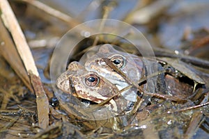 Pair of European common brown frogs Rana temporaria in amplexus