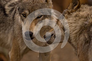 A pair of European Wolves photo