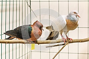 The pair of exotic pigeons in the cage