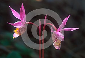 A pair of `Fairy Slipper` Orchids
