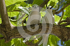 Pair of fairy terns