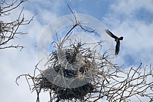 A pair of falcons captured a rook\'s nest