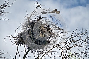 A pair of falcons captured a rook\'s nest