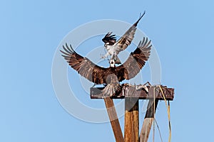Pair of falcons making a nest against blue sky