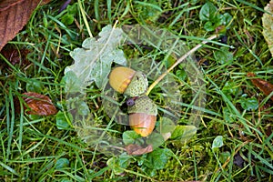 Fallen acorns in the grass