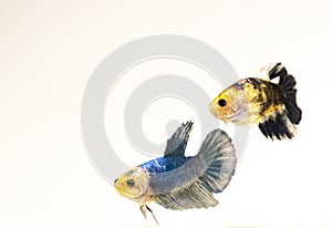 Pair of Female Fancy Koi Siamese Fighting Fish