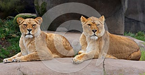 Pair of Female Lions