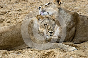 Pair of female lions