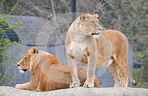Pair of Female Lions portrait