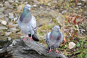 Pair of feral pigeons ( columba livia )