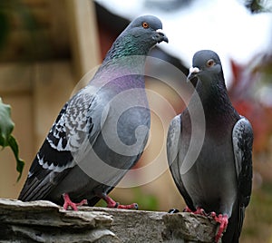 Pair of feral pigeons in urban house garden.