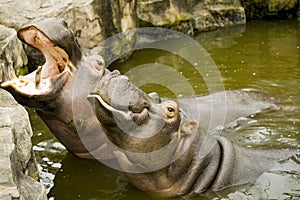 A pair of ferocious African hippos. The hippos opened their mouths waiting for food.