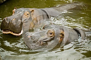 A pair of ferocious African hippos. The hippos opened their mouths waiting for food.