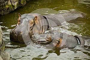 A pair of ferocious African hippos. The hippos opened their mouths waiting for food.