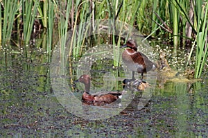 Pair of Ferruginous Duck