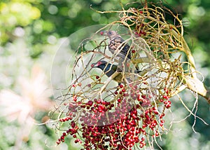 A pair of figbirds eating red palm seeds