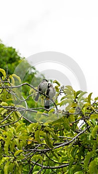 A pair of finches resting on a tree branch. Two finches monitor the situation from the top of the tree.