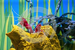 A pair of Fire shrimp latin name Lysmata debelius indigenous to the Indo-Pacific region