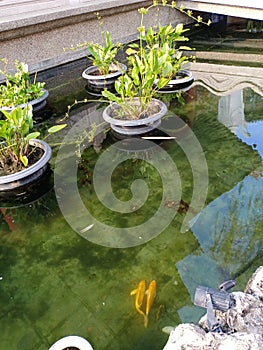 A pair of fish are in the pond peacefully.  Decorated with water plants, it adds to the beautiful atmosphere of the pool