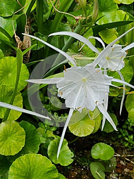 A pair of Five petal white flower just opening to the sun