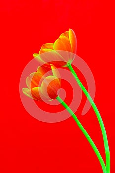 Pair of flaming yellow red tulips against bright red background